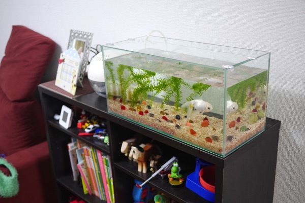 Auto-thumbnail for フチがシンプルで低めの水槽を購入