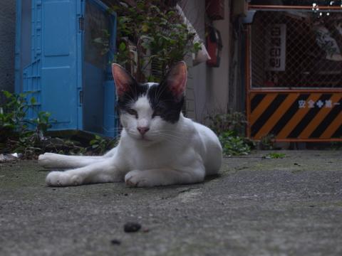 Auto-thumbnail for 渋谷の路地裏の猫パート２