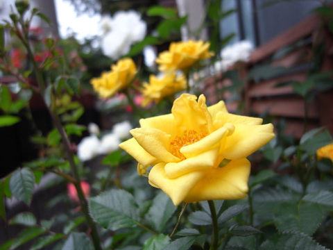 Auto-thumbnail for maharadaバラ園