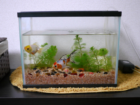 Auto-thumbnail for 金魚にビー玉