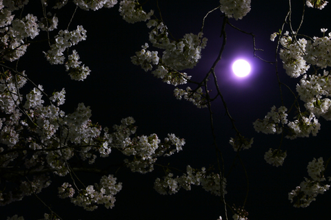 Auto-thumbnail for 紫の月と夜の桜