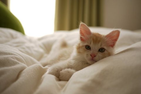 Auto-thumbnail for The Yellow Monkey ファン投票ベストアルバム に投票した